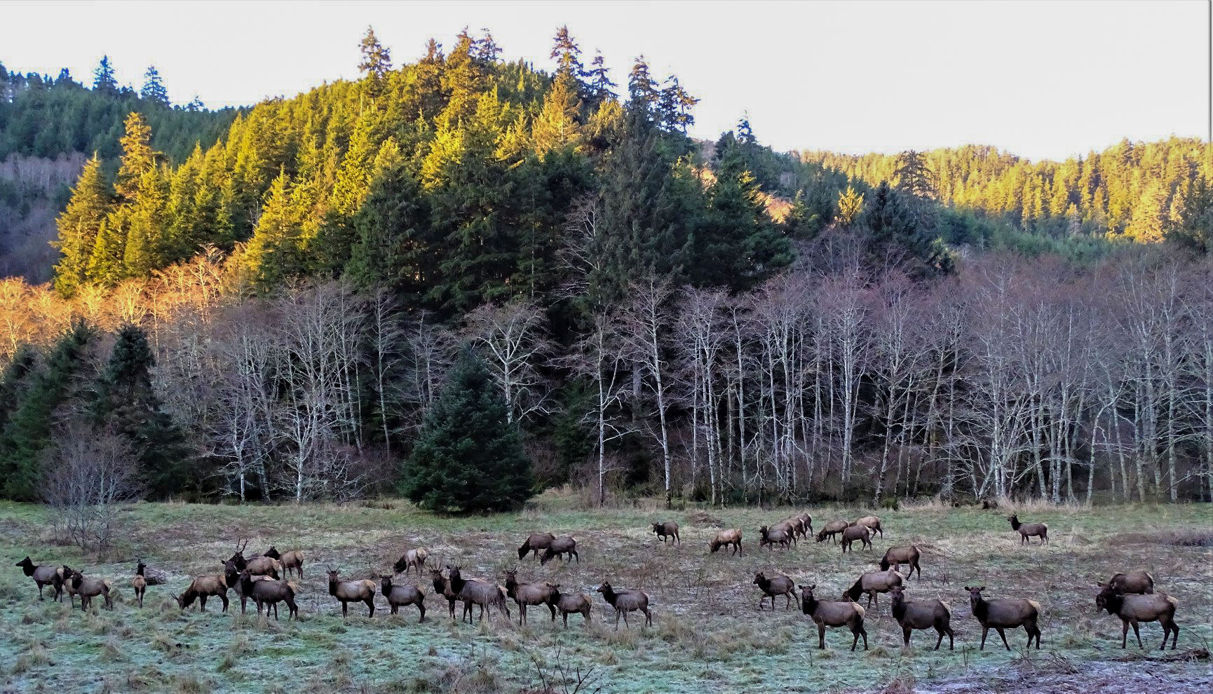 Animal Reflections-Roosevelt Elk