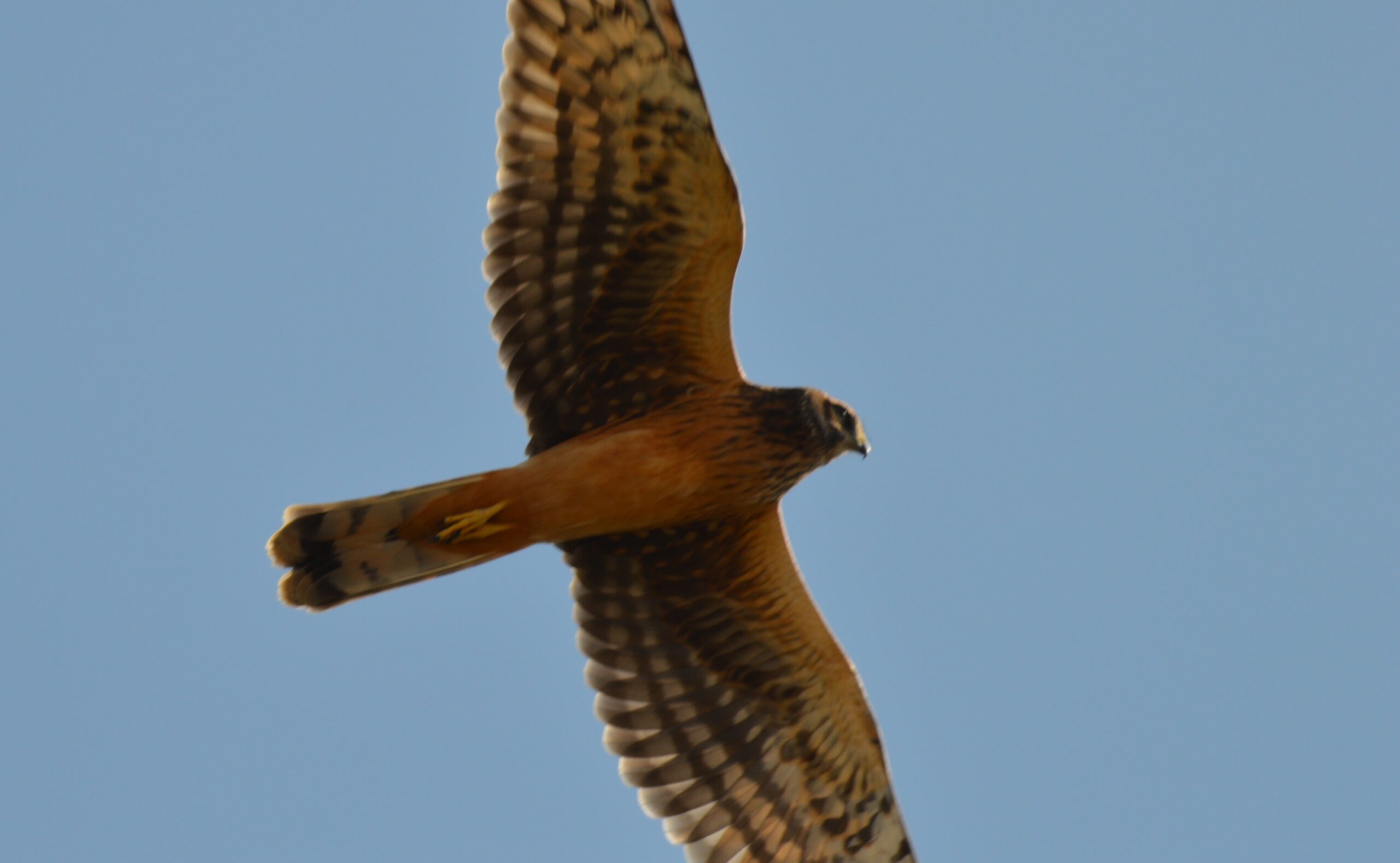 High Desert Birds