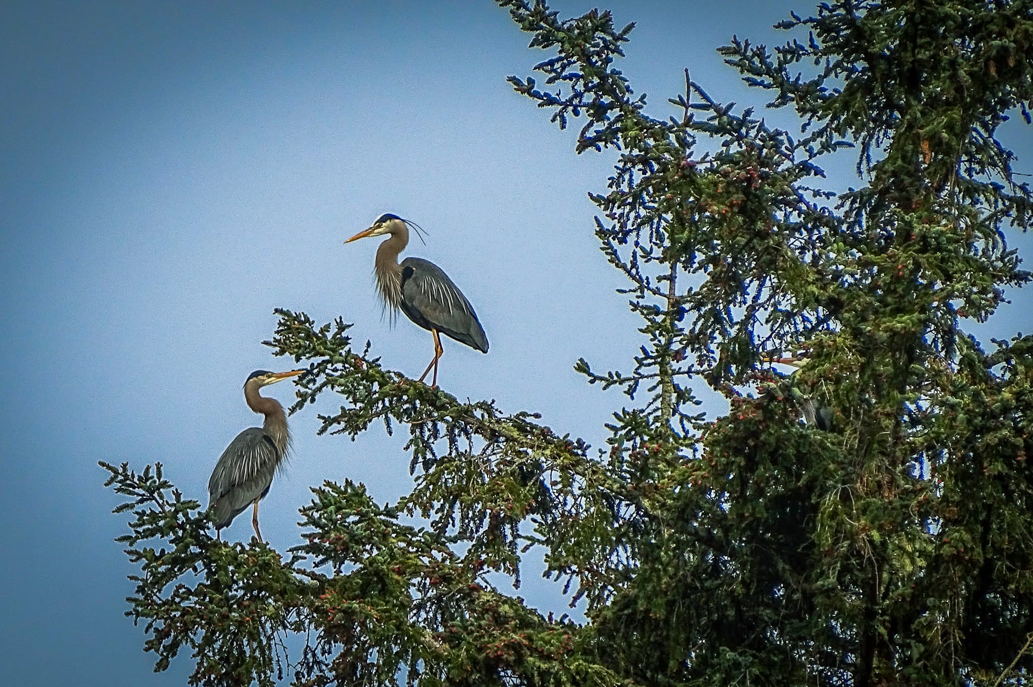 Animal Tidbits: The Great Blue Heron (GBH)